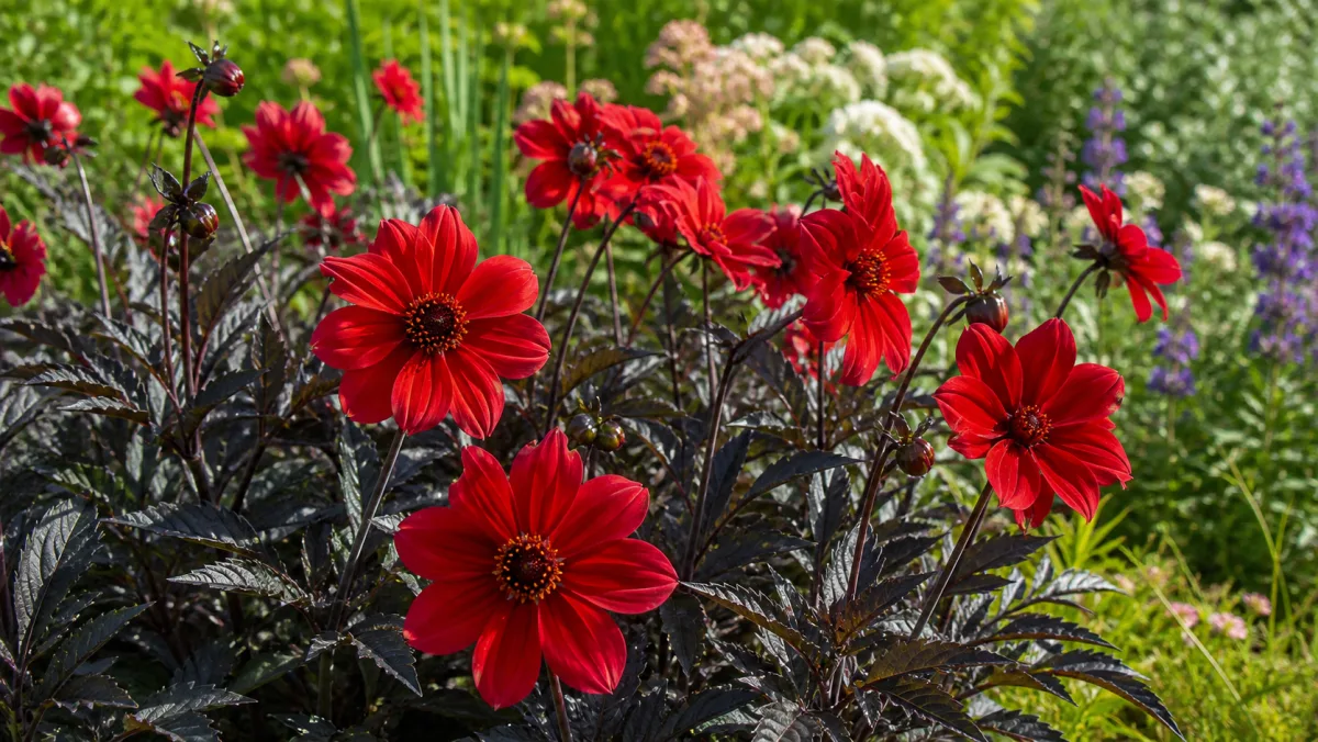 Dalia 'Bishop of Llandaff' en un jardín de España