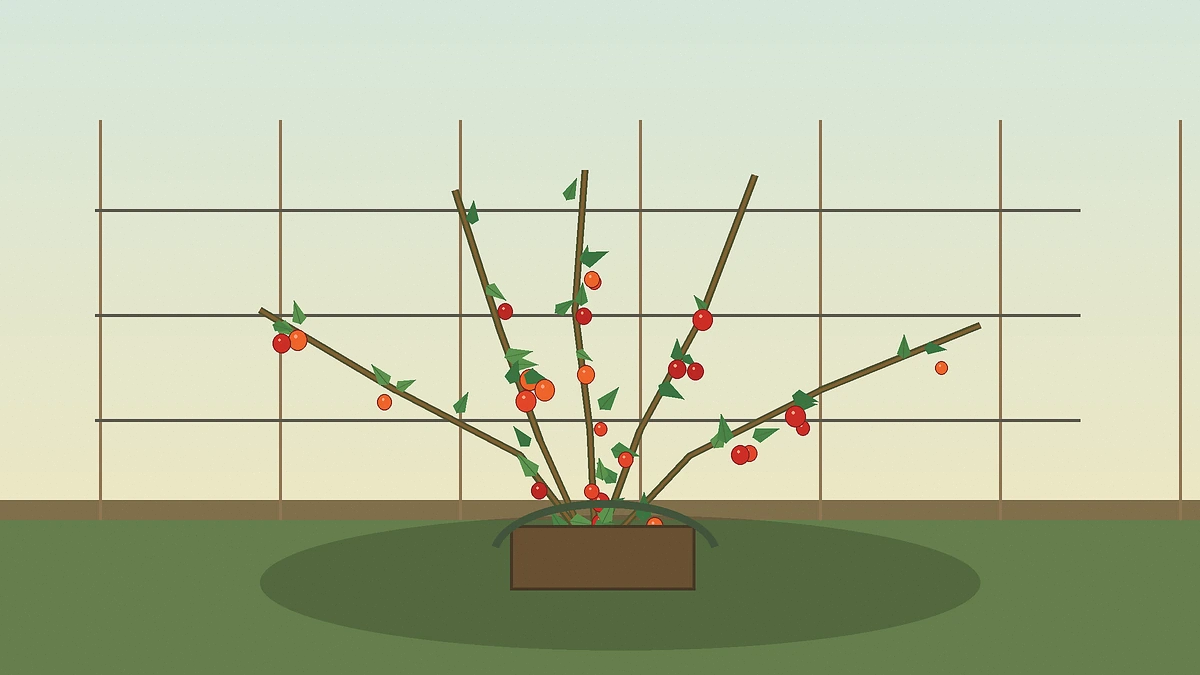 Goji joven plantado junto a una espaldera en suelo drenado
