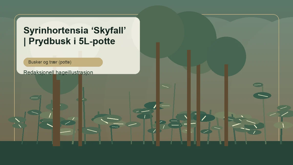Hortensia paniculata 'Skyfall' en un jardín de España