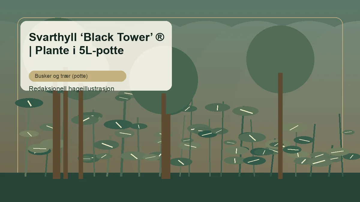 Saúco negro 'Black Tower' en un jardín de España